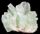 Zoned Apophyllite Crystal Cluster - India #44338-1